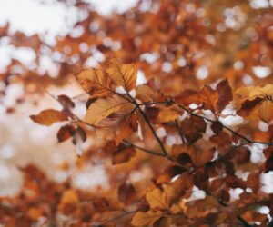 De Betoverende Herfst: Cadeaus en Inspiratie